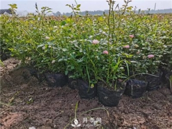 月季冬季扦插技术