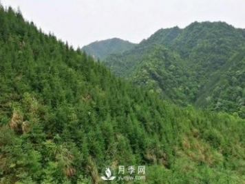 杉木种植最易忽略的四个误区，做到这才是会种杉木的苗民