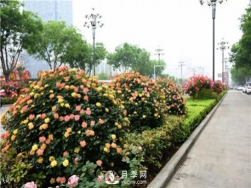 造型月季风靡绿化行业，展现惊艳美化效果！