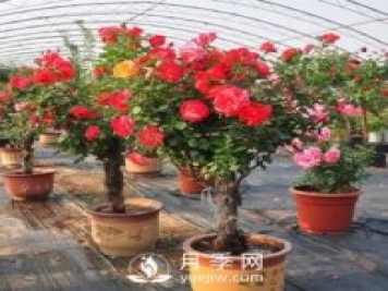 盆栽树状月季花养殖方法如下