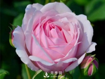 月季施肥有哪些注意事项？月季网告诉你