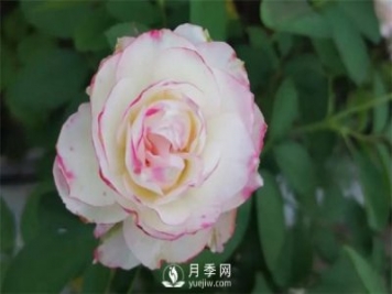 施肥、阳光、修剪，做好三点，月季花月月爆盆