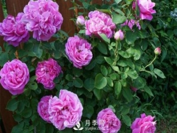 月季花花苞有绿色小虫怎么办？