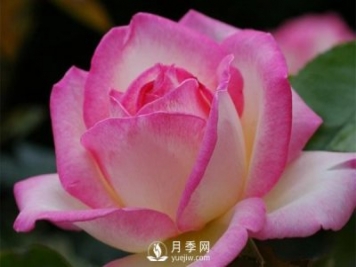 用什么方法能延长大花月季的开花期