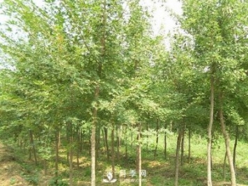 南阳五角枫批发基地