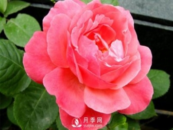 立春悄然而至，还未冬剪的月季可要抓紧了