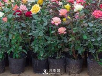 丰花月季，生长管理养护应该注意什么？