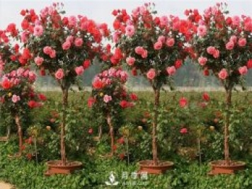 盆栽月季树在不同成长时间应该如何修剪？