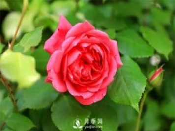 南阳月季花是什么季节开的？