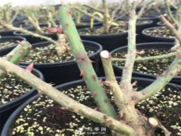 冬季月季修剪留多高？