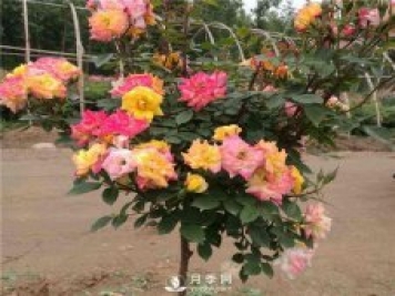 盆栽月季树如何栽培？月季网告诉你