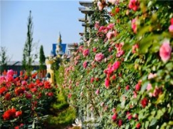 盆栽月季树花期人工如何控制？食醋对盆栽月季树有好处吗？