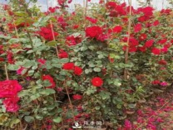 月季网告诉你藤本月季价格差异大的原因是什么？