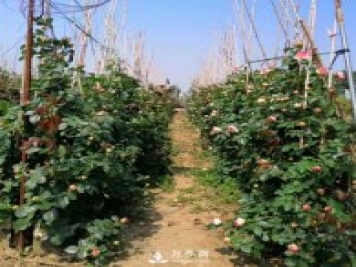 藤本月季苗有哪些不同的分类？