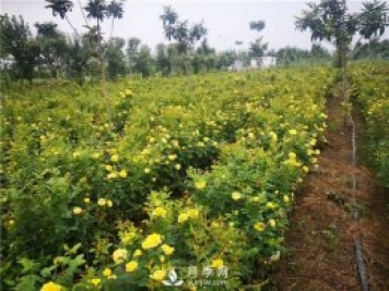 为什么月季的杆子会黑了？月季蚜虫有哪些危害？如何防治？