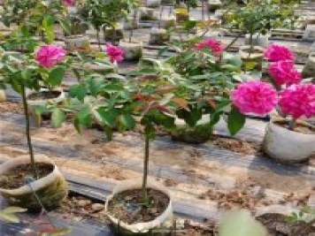 树状月季的培养与培养管理要点有哪些？