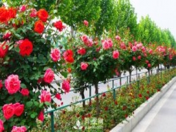 南阳月季与世界接轨的纽带