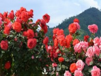 花卉，“花”与“卉”各有其不同的含义