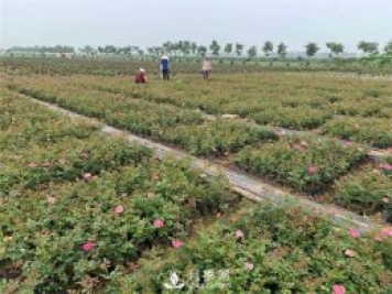 盆花月季的种植过程大家了解多少？