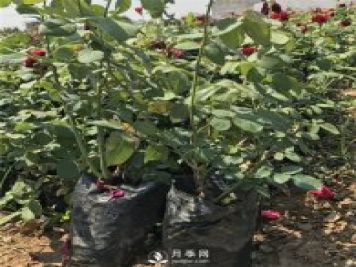 山东盆栽月季冬季巧管理