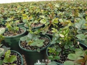 夏季管理盆花月季的方法 常用的月季扦插方法