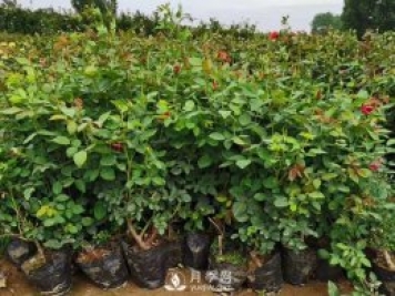 夏季管理盆花月季注意事项 月季叶面施肥怎么做