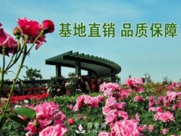 月季花与家居风格的搭配