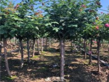 南阳树状月季的培育方法 南阳树状月季有什么优势