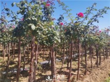 南阳树状月季的特点有哪些 快速培育南阳树状月季如何做