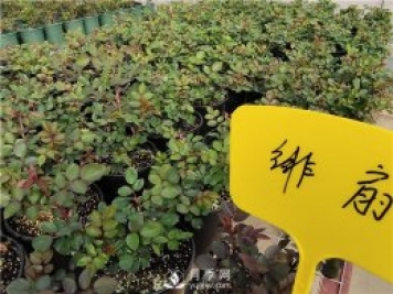 春天阳台除了种月季花，还适合养什么花卉？