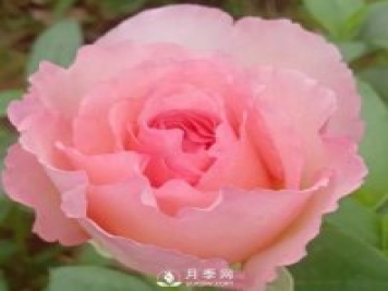 夏琳月季，法国的这个月季花又香又大，还抗病抗寒