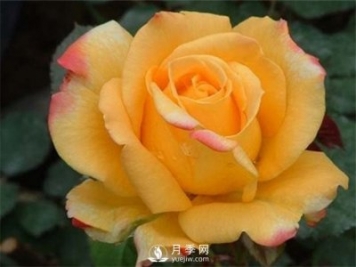 月季花怎么扦插你知道吗？