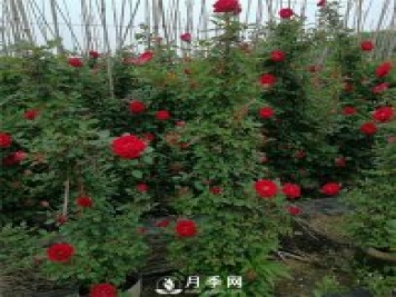 藤本月季的品种有那些？南阳藤本月季价格？