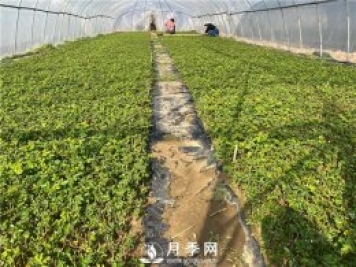 月季修剪，可分为休眠期修剪、花后修剪、生长期修剪