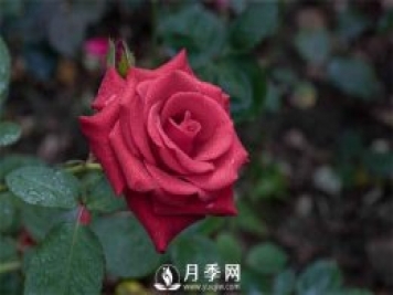 月季的肥水管理和虫害防治看这里