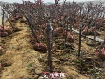 园林绿化苗木的选择购原则与注意事项