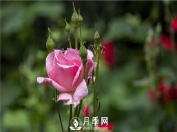 春季要怎样给花卉换盆