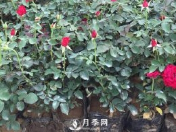 月季养护的水肥管理