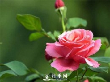 小月季花美丽清雅 养护你要知道