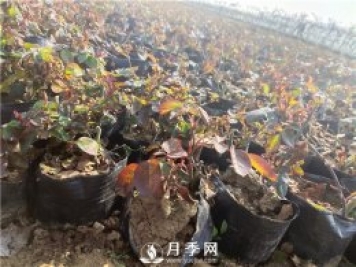 盆栽月季的春季施肥