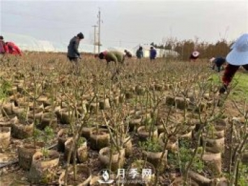 养护苗木 立秋过后 你要这样做