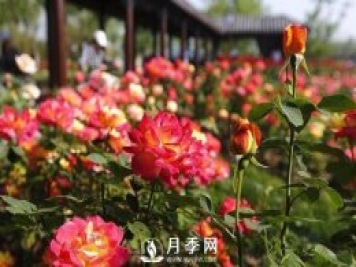 月季花被城市“相中” 城市因月季而更加温暖