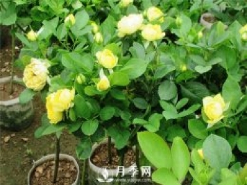 重剪何时进行呢？