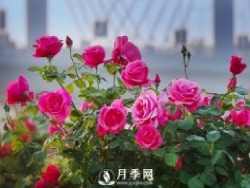 月季花样艳丽，花形大气美观