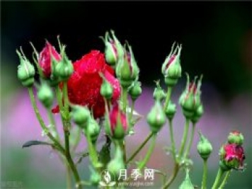 想要月季花苞多 开花好看 你需要这样施肥