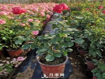 月季花修剪的时间 什么时候剪枝？