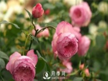 月季花这么受欢迎，看看她的优势在哪里！