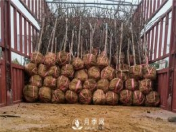 怎么起挖和包装才能提高苗木成活率呢