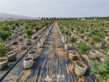 春天是苗木种植的好季节