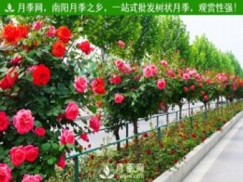 多个城市会不会因为月季花绿化火爆网络